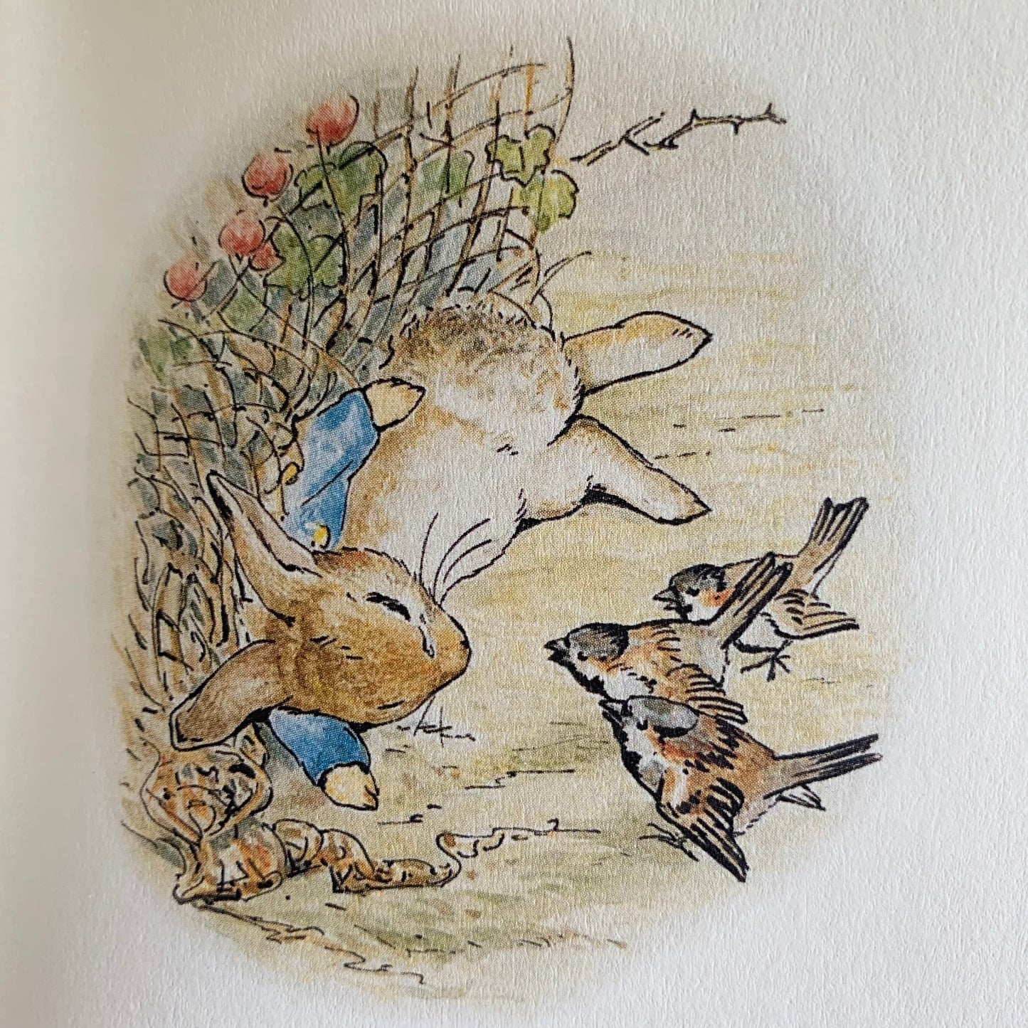 The Tale of Peter Rabbit - Book