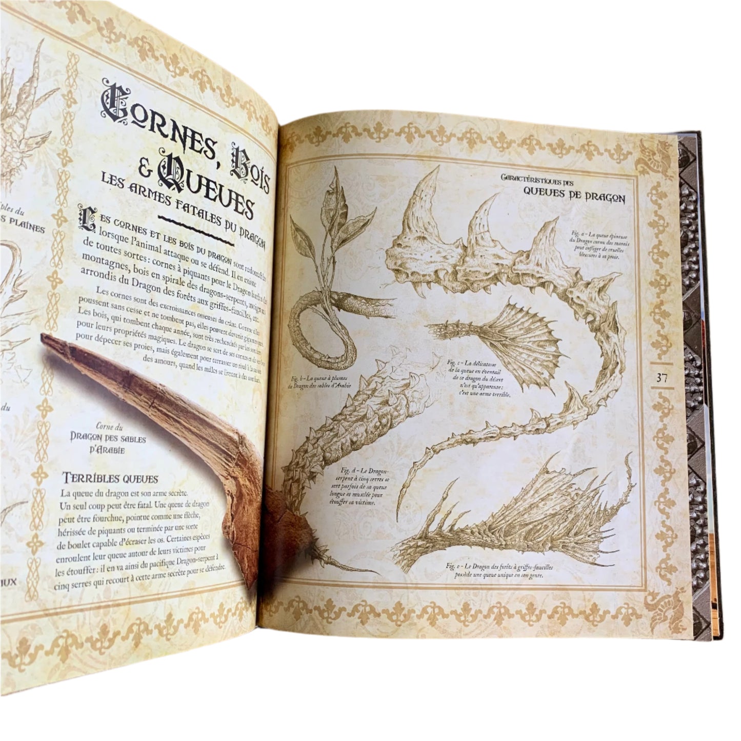 Le Monde des Dragons - Book