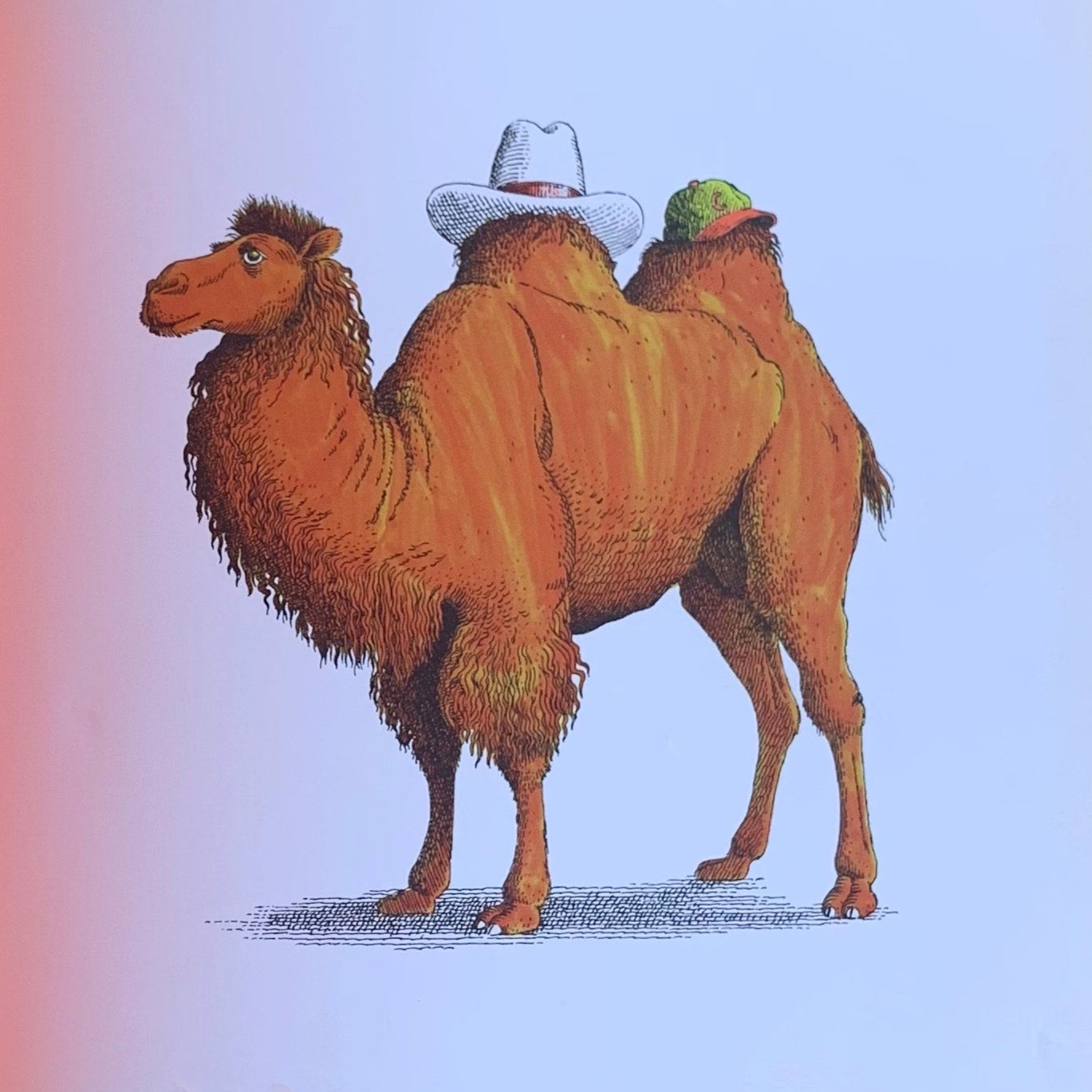 Il ne faut pas habiller les animaux- Book